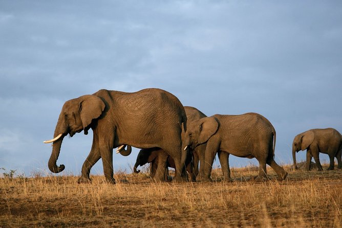 6 Days Masai Mara, Lake Nakuru & Amboseli-Ultimate Kenyan Safari - Potential Considerations and Feedback