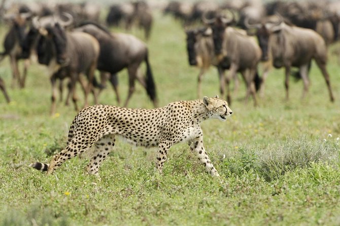 6 Days Masai Mara-Nakuru-Amboseli - Lodge Safari-Private 4X4 JEEP - Frequently Asked Questions