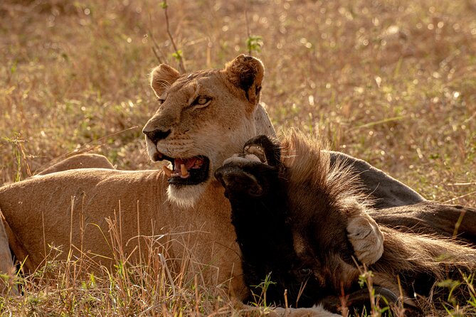 6 Days Private Safari Tour - Transportation Options
