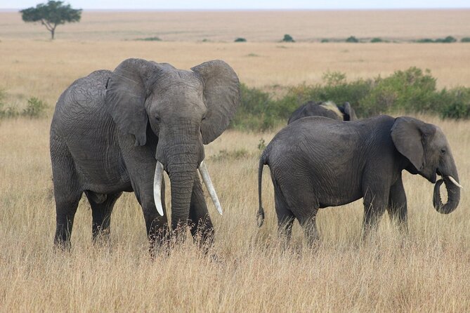 6 Days Safari : Manyara, Ngorongoro, Serengeti & Tarangire National Park - Frequently Asked Questions