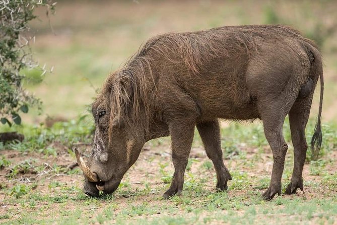 6 Days Tanzania Luxury Safari Tour - Important Information