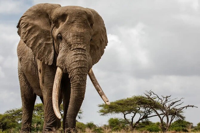 6 Days Tanzania Northern Circuit Safari - Unforgettable Experiences