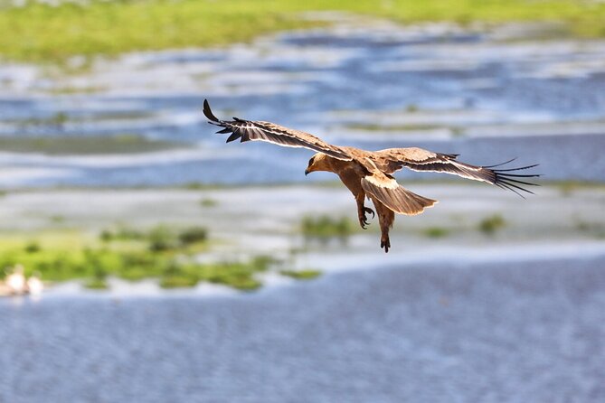 6days Masai Mara-Lake Nakuru via Lake Naivasha-Amboseli 4x4 Jeep Safari - Inclusions and Exclusions of the Safari