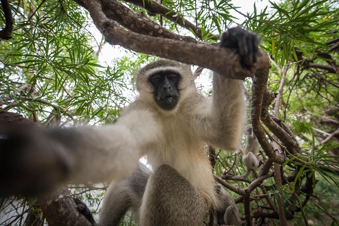 7 Day Classic Kruger National Park Safari - Pickup and Transportation Details