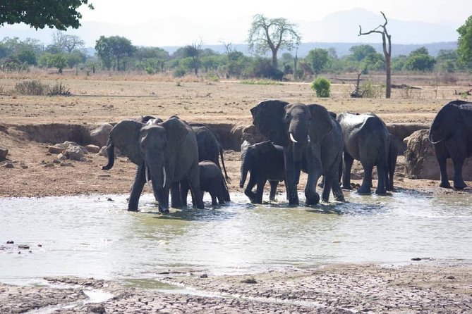 7 Day Safari to Selous, Mikumi and Ruaha National Parks + Transfers - Guest Reviews and Ratings