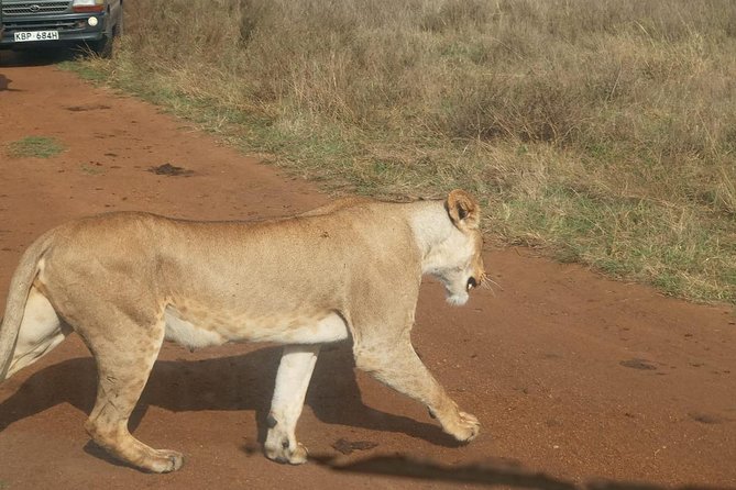 7 Day Tanzania Visiting Arusha, Lake Manyara, Serengeti, Ngorongoro & Tarangire - Booking Information and Reviews