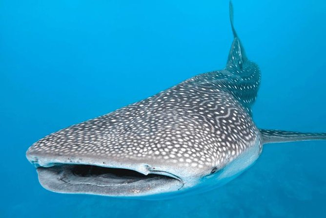 7 Day- Whale Shark Ecofriendly Tour in Cancun - Transportation