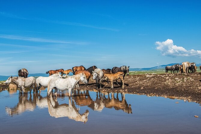 7-Day Wine Tour and Horseback Riding for Small Group in Bosnia - Since You Asked