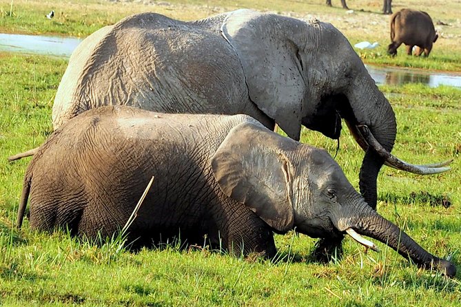 7 Days Masai Mara / Lake Nakuru / Lake Naivasha / Amboseli - Additional Details