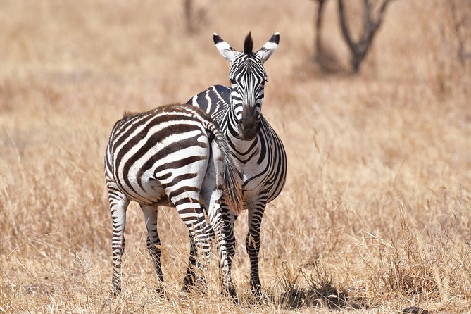 7 Days Rhino Ngorongoro Crater Safari Tour - Booking and Cancellation Policies