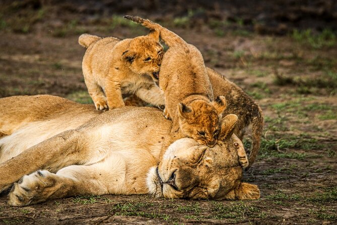 8 Days 7 Nights Kenyan Luxury Safari - Accessibility and Participation