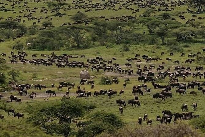 8 Days Fantastic Safari of Tanzania Midrange Tour - Safari Tips and Considerations