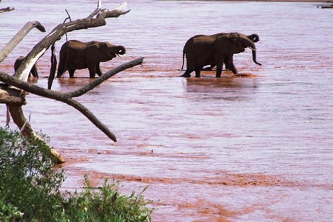 8 Days Kenya Highlights Safari Starting From Nairobi. - Customer Reviews