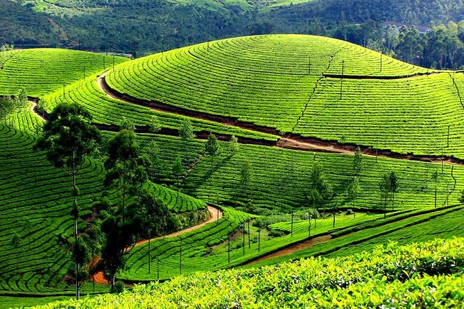 8 Days Kerala Private Tour Covering Kochi- Munnar- Periyar- Alleppey and Kovalam - Booking and Pricing Information