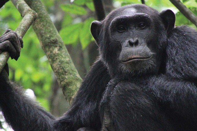 8 Days Uganda Primate & Wildlife Safari Tour - Tips for Travelers