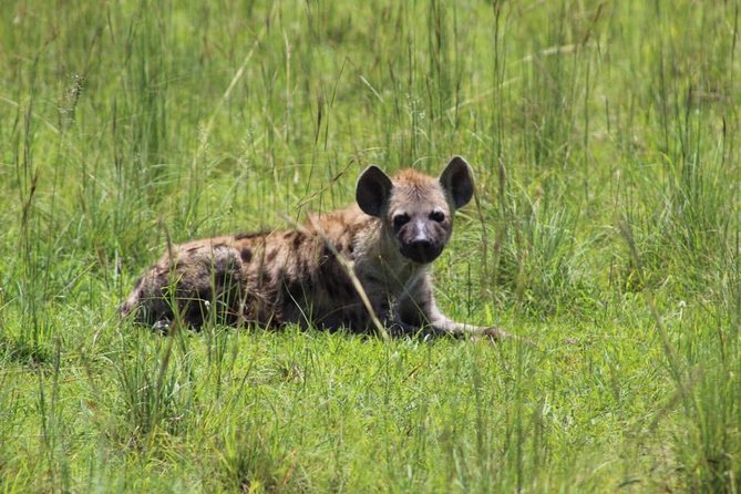 8 Days Uganda Primates Safari - Tour Logistics and Pricing