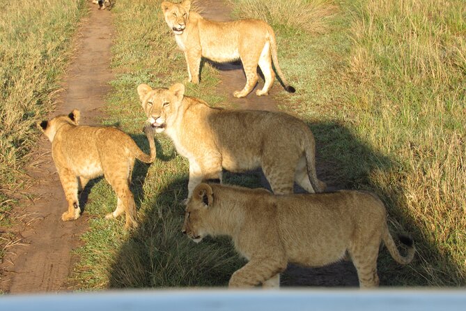 9 Days Amboseli-Ol Pejeta-The Ark-Nakuru-Naivasha-Masai Mara - Travel Tips and Recommendations
