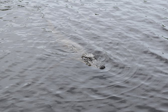 90-Minute Jean Lafitte Swamp and Bayou Tour With Transportation - Accessibility Options