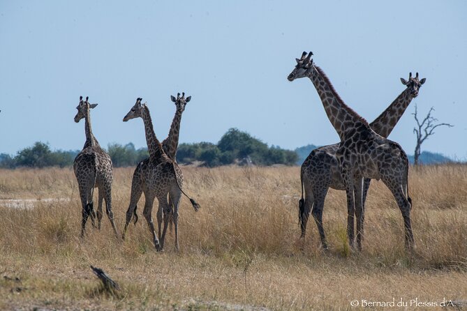 A Chobe Full Day Tour - Botwana - Inclusions and Pricing Information