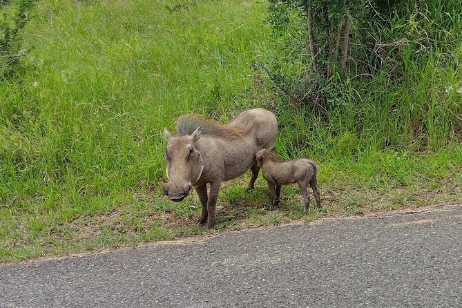 A Full Day Safari Tour to the Hluhluwe Imfolozi Big 5 Game Reserve - Highlights From Past Traveler Reviews