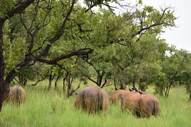 A Thrilling 1-Day Rhino Tracking Tour in Uganda - Frequently Asked Questions