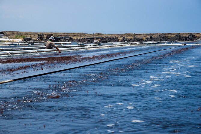 Abalone Farm Tour - Unique Dining Experiences