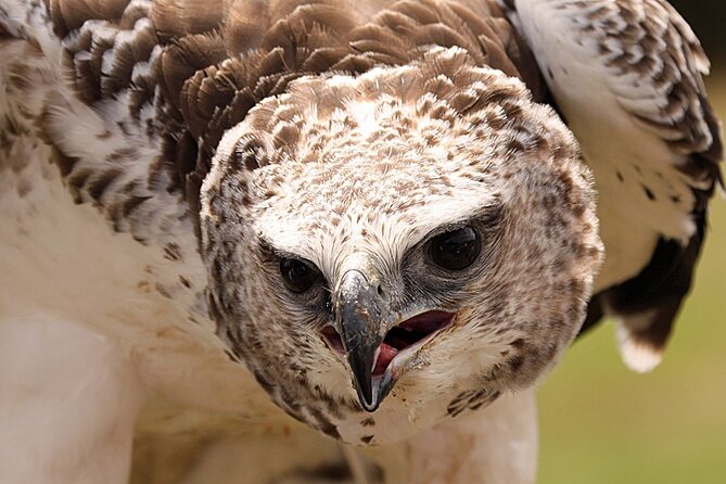 Admission Pass to Eagle Heights in Kent - Ratings and Customer Reviews