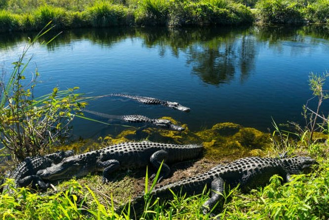 Agadir Crocoparc With Transfer & Admission Ticket - Private Tour Experience