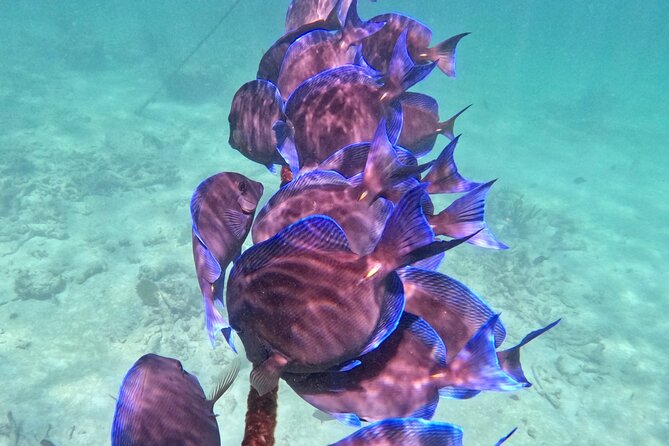 Akumal; Snorkeling and Photos With Turtles - Reviews and Rating