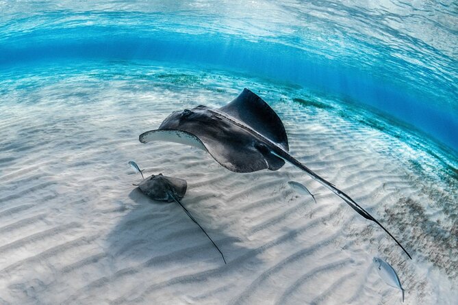 Alanya Scuba Diving Tour - Underwater Photography Tips