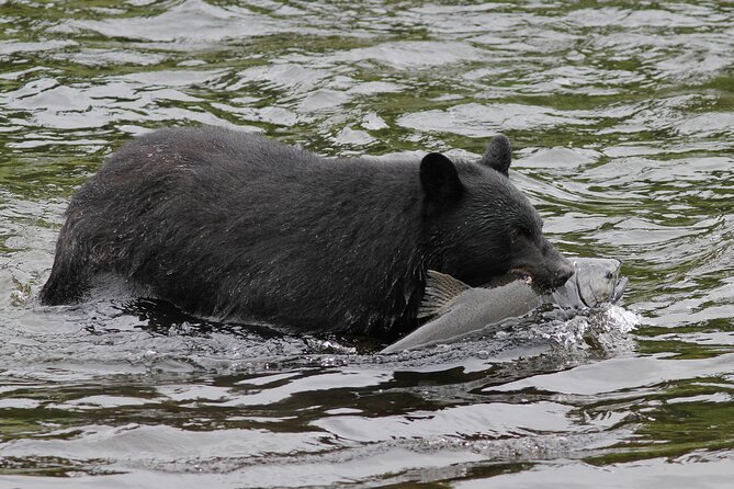 Alaskan Bear Encounter by Land & Sea - What to Expect on the Tour