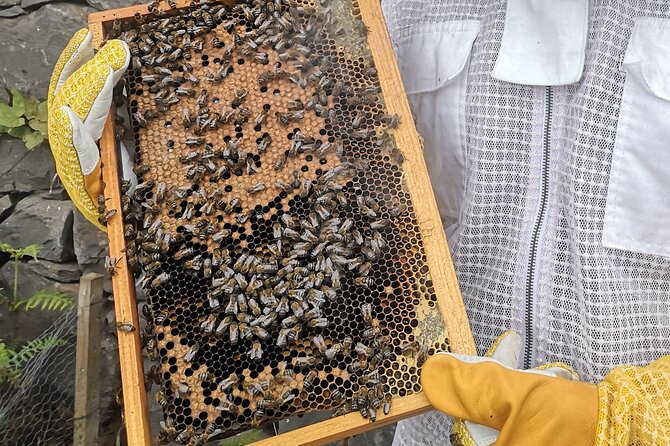 Amazing Experience With Bees, Honey and Pollen in Madeira Island - Reflecting on the Unforgettable Experience