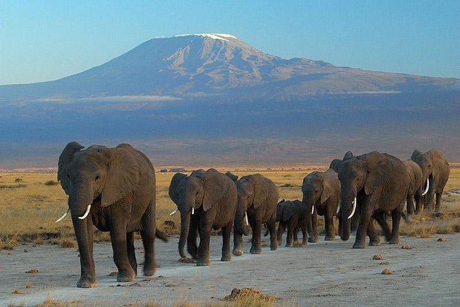 Amboseli National Park Full Day Guided Tour - Customer Feedback