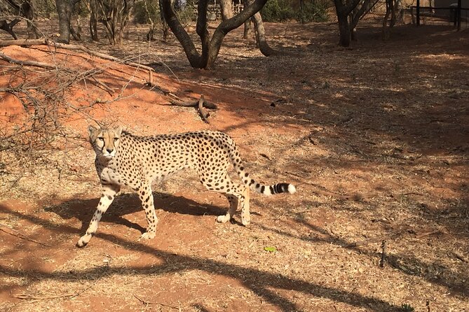 Ann Van Dyk Cheetah Centre Half-Day Tour From Johannesburg - Customer Reviews