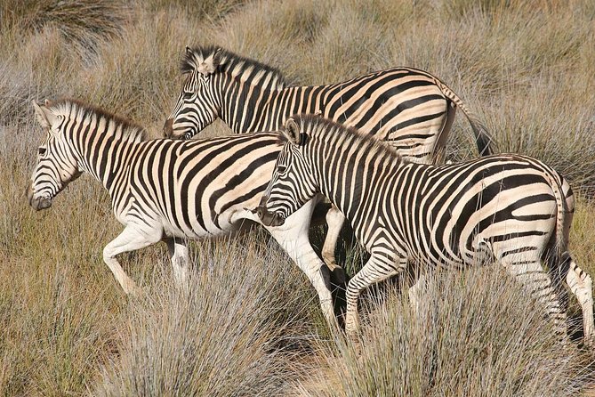Aquila Safari Private Game Reserve Early Morning Game Drive - Guest Reviews and Feedback