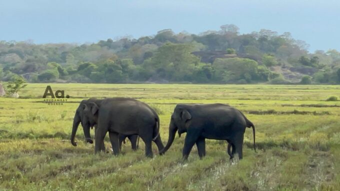 Arugambay: Cultural Excursion & Ancient Visit - Pickup and Drop-off Locations
