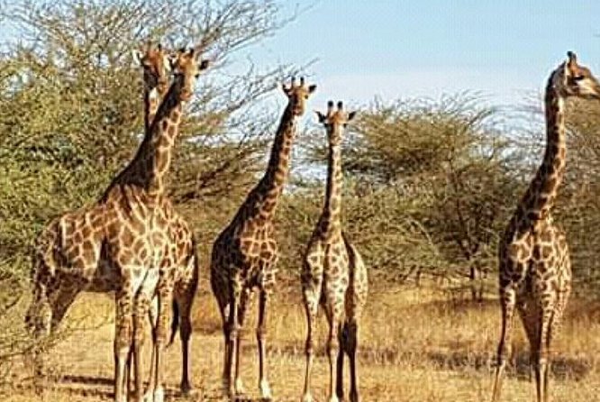 Bandia Animals Reserve Combined With the Pink Lake - Customer Reviews and Ratings