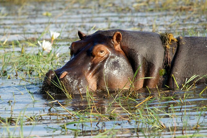 Batoka Africa Sunset Cruise - Accessibility and Accommodations