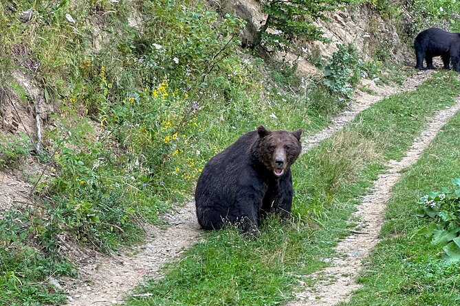 Bear Watching In Brasov: Observe Wild Bears From A Hideout - The Sum Up