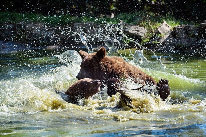 Bears Sanctuary & Dracula Castle - Tickets Included - Bears Sanctuary