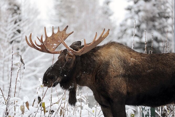 Best of Jackson Hole and The Grand Tetons Private Tour (Summer and Winter) - Booking Information
