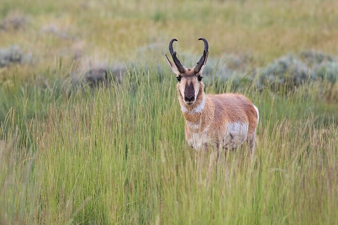 Best Of Yellowstone Full Day Natl Park Tour From Gardiner - Sum Up