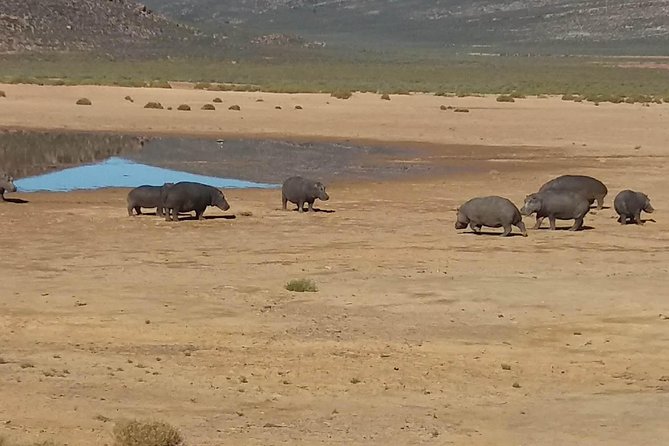 Big 5 Full Day Safari Aquila Lunch Plus Breakfast From Cape Town - Stunning Big Five Sightings