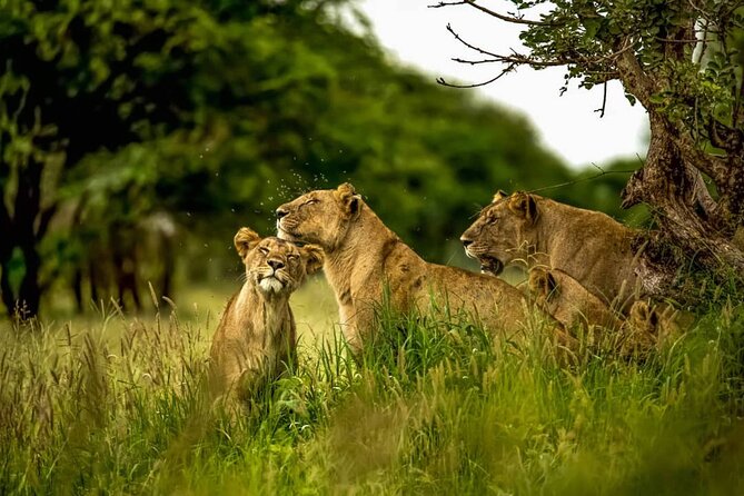 Big Five Luxury 7 Days Safari Tour in Arusha - Reviews and Ratings