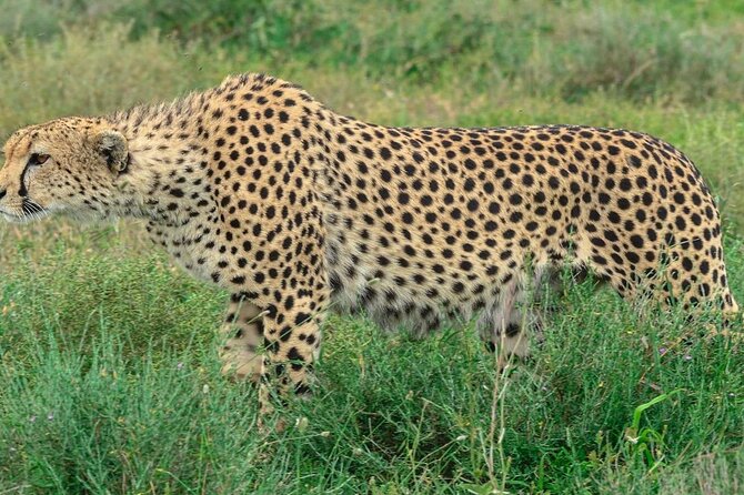 Big Five Luxury Safari in Tanzania - Important Considerations