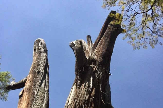 Bike Tour in Mexico City - Exploring Chapultepec Forest