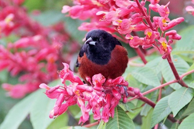 Bird Watching Ecofriendly Tour From Cancun & Riviera Maya - Knowledgeable Birding Guide