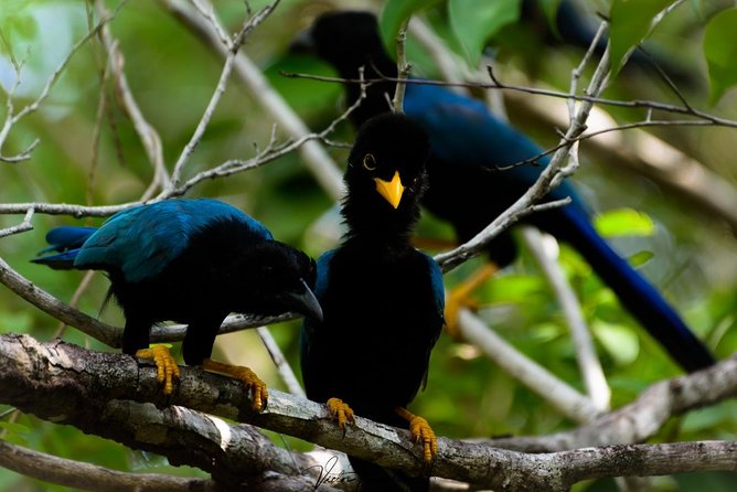 Birdwatching at the Mayan Cities With Certified Guide - Exploring Mayan Cities