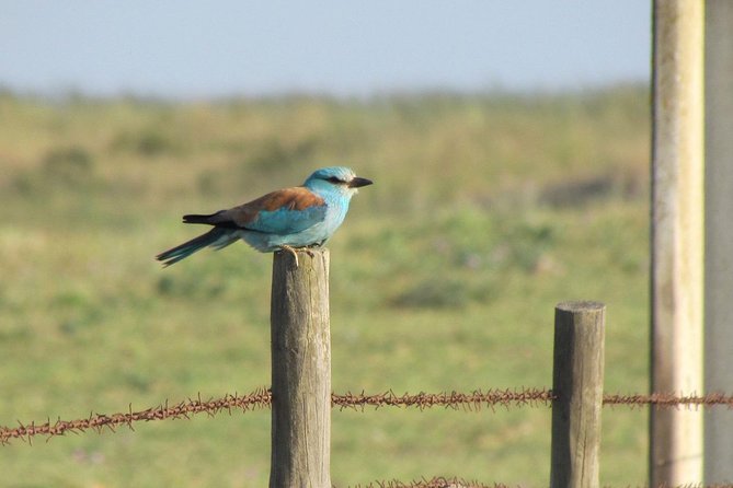 Birdwatching Day Around Castro Verde - Feedback and Experiences