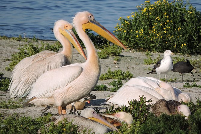Birdwatching in Cape Town - Participant Requirements and Accessibility